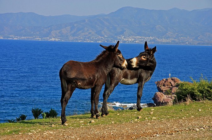 The Akamas Peninsula EcoTour Adventure - Pano Arodes coffee with locals: the last culture touch