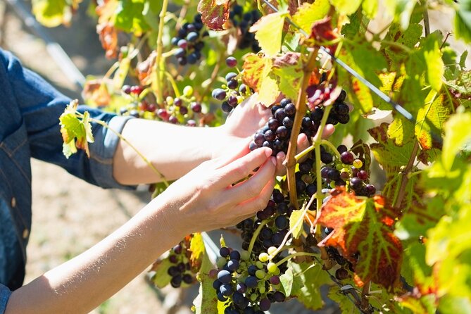 Troodos Mountains Grape Escape: All Inclusive Food & Wine Tour - Price and value: what $127.92 buys you in real terms