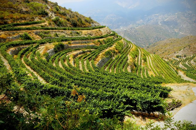 Troodos Mountains Grape Escape: All Inclusive Food & Wine Tour - What the small-group format means for your day