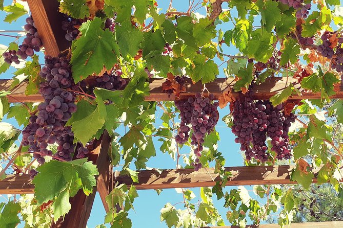 Troodos Mountains Vino Venture: All Inclusive Full Day Wine Tour - Pickup From Paphos and the Small-Group Advantage (Max 6)