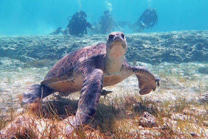 Try a Scuba Diving Experience - Your First Go Underwater Near Protaras: What You Might See