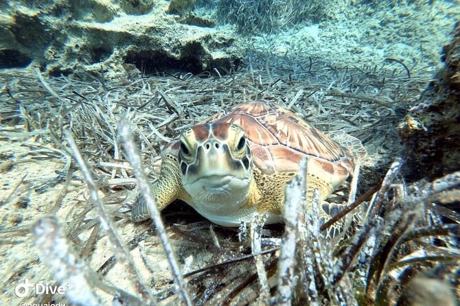Try a Scuba Diving Experience - Instructors Who Keep First Timers Comfortable (Shaun, Nick, Kim, Bec, Richard, Jodi)