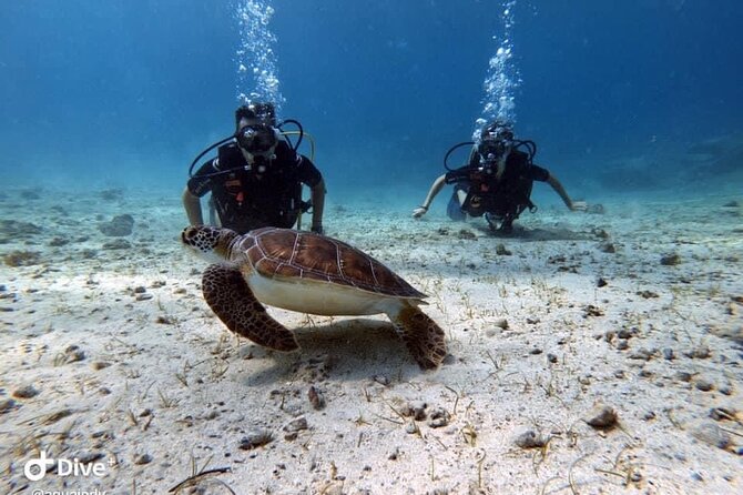 Try a Scuba Diving Experience - Price and Value: Is $90.74 Worth It?
