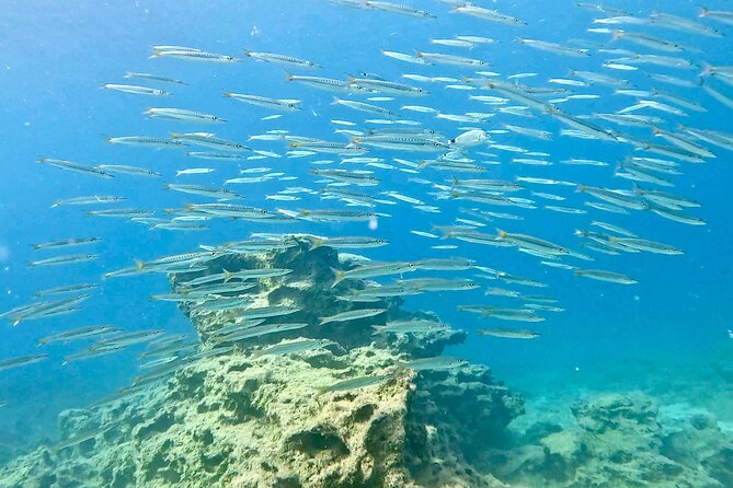 Try Dive - Scuba Diving with a private guide, incl. photos - Green Bay in Protaras: the kind of spot that teaches fast