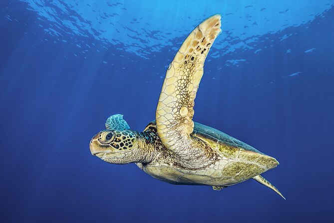 Try Dive - Scuba Diving with a private guide, incl. photos - Who this scuba session is best for