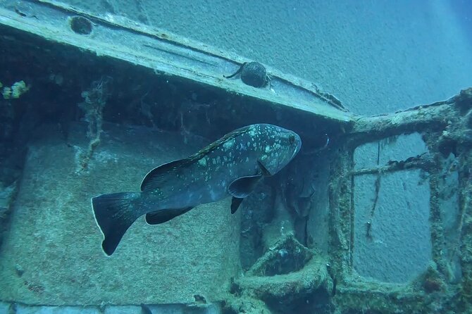 World-Class Zenobia Wreck Dive in Cyprus x 2 dives - The early-morning route from Pissouri Bay to Larnaca