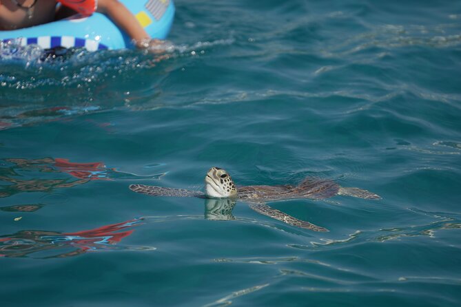 Yellow Boat Cruises: Afternoon Family Blue Lagoon & Turtle Cruise - Fig Tree Bay Beach: the classic Protaras opening