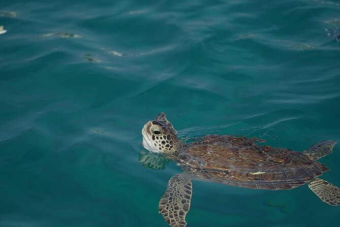 Yellow Boat Cruises: Morning Family Blue Lagoon & Turtle Cruise - Cape Greco cliffs: Saint Anargioi, sea caves, and the Virgin Mary Cave